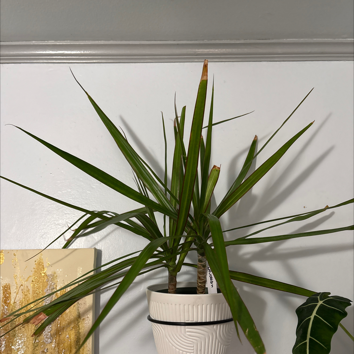 Photo of the plant species Dragon Tree by @WhizMorombe12 named Dolores on Greg, the plant care app