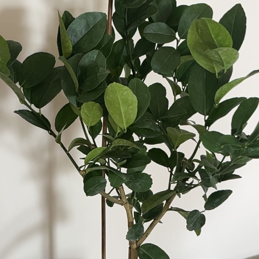 Photo of the plant species Thornless Key Lime by @GladApplerose15 named Kesha on Greg, the plant care app
