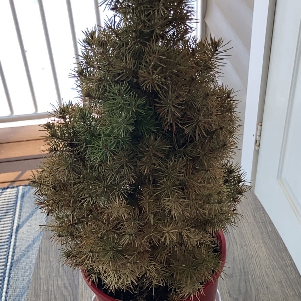 Photo of the plant species Dwarf Alberta Spruce by @KindSarcodes34 named Alberta Alpharetta on Greg, the plant care app