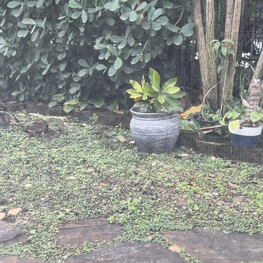 Photo of the plant species Red Cashew by @DidacticCacto88 named Anne on Greg, the plant care app