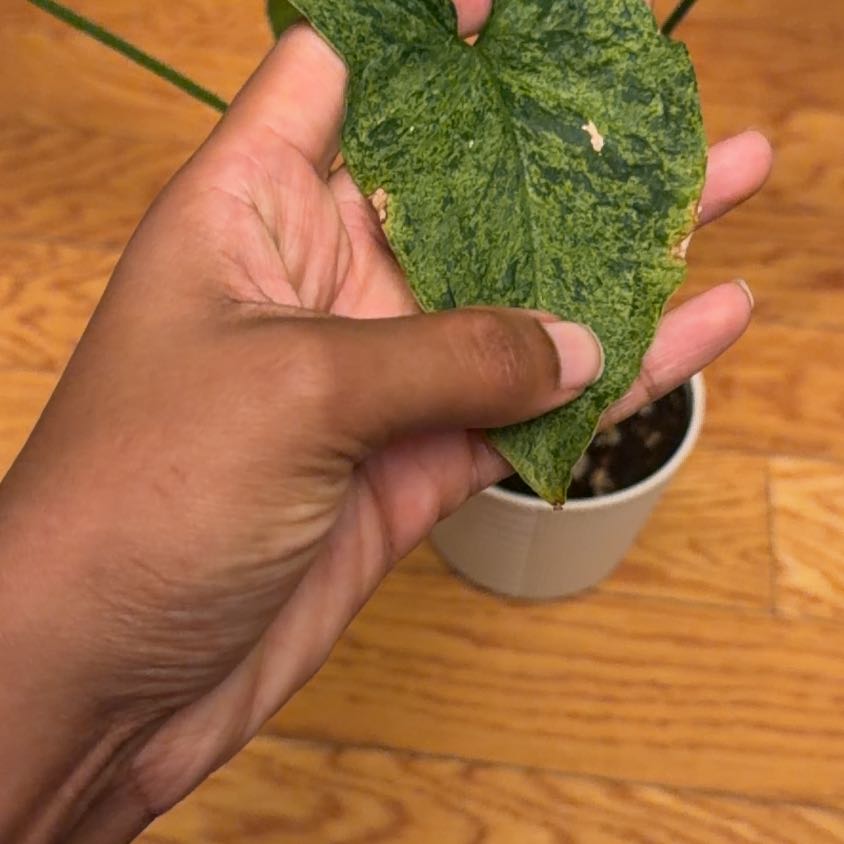 Photo of the plant species Syngonium podophyllum 'Mojito' by @CalmOgresears9 named Peter Parker on Greg, the plant care app