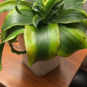 Photo of the plant species Dracaena Kanzi by @CalmOgresears9 named Marley on Greg, the plant care app