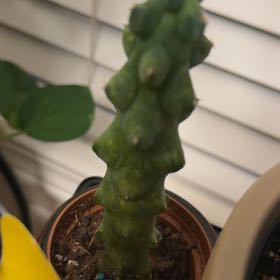 Photo of the plant species Boobie Cactus by @CalmOgresears9 named Darwin on Greg, the plant care app