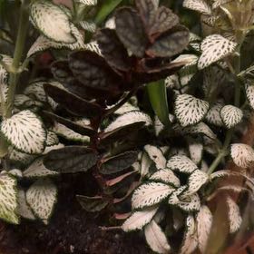 Photo of the plant species Satin Pulchra by @CalmOgresears9 named Lavender on Greg, the plant care app