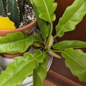 Photo of the plant species Philodendron Narrow Tiger Tooth by @CalmOgresears9 named Baesil on Greg, the plant care app
