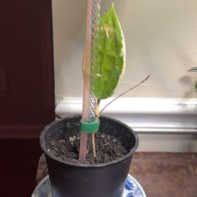 Photo of the plant species Hoya Latifolia by @CalmOgresears9 named Delilah on Greg, the plant care app