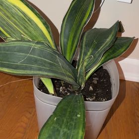 Photo of the plant species Sansevieria 'Superba' by @CalmOgresears9 named Einstein on Greg, the plant care app