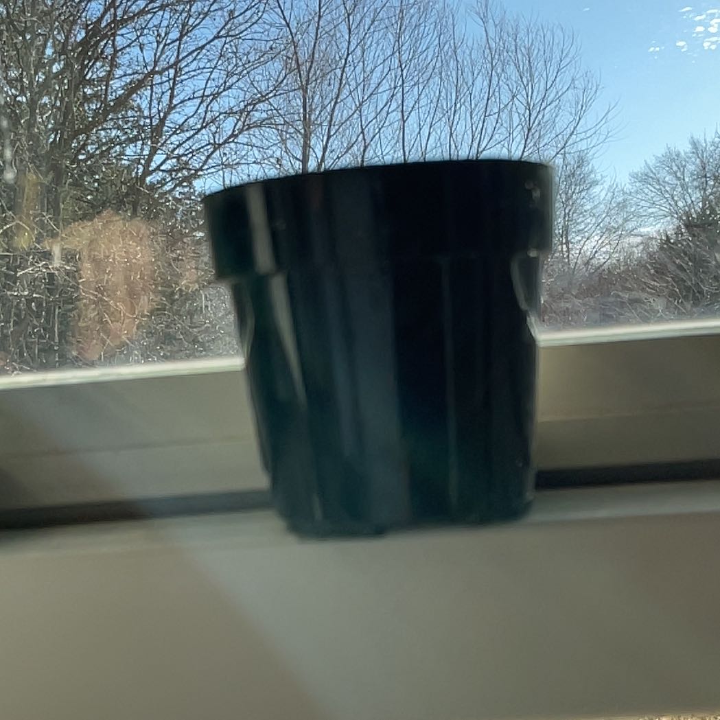 Photo of the plant species Common Reed by @HandyRedsky78 named Harper on Greg, the plant care app