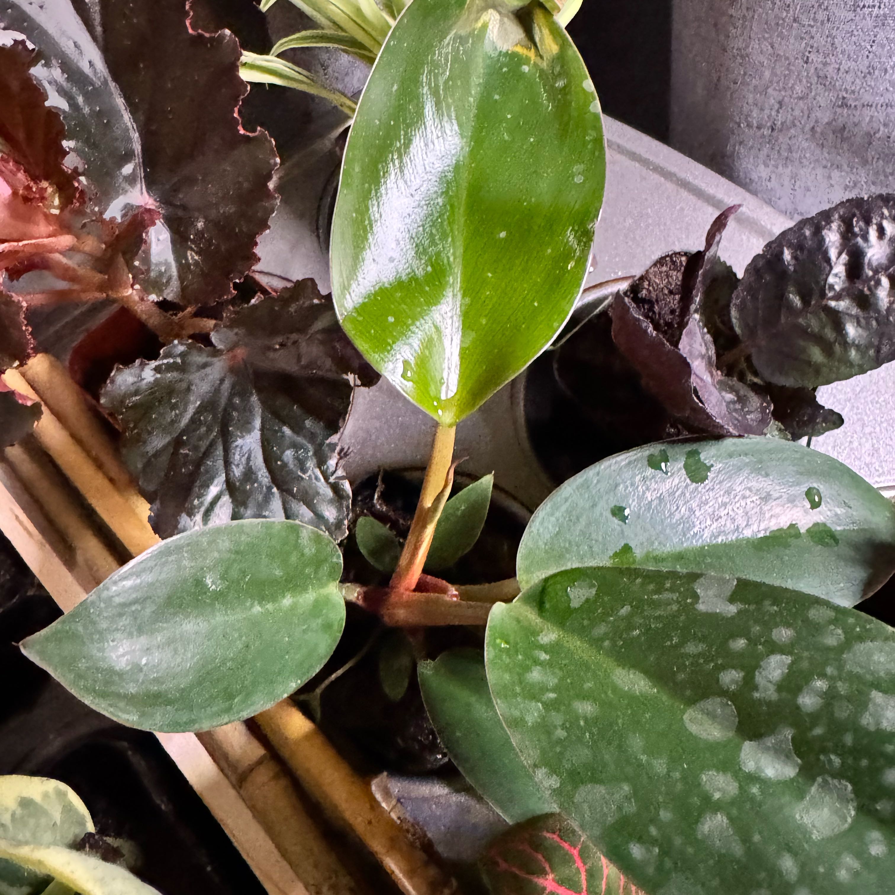 Photo of the plant species Philodendron Black Cardinal x Florida Beauty by @ZanyMayten67 named Curie on Greg, the plant care app