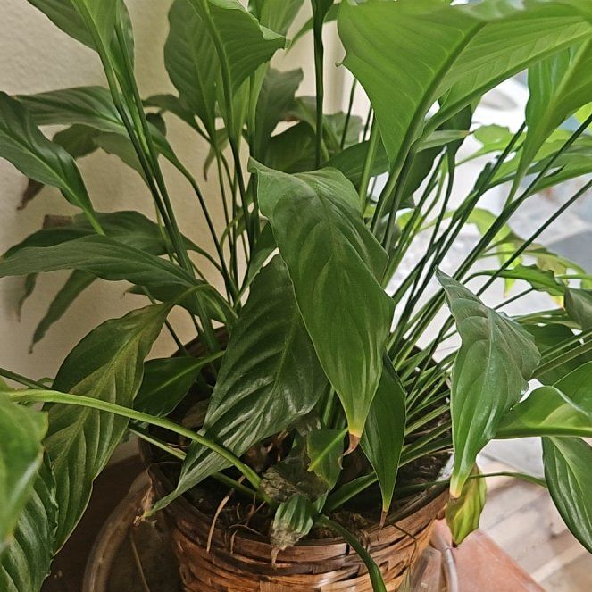 Photo of the plant species Peace Lilly by @LushShyleaf66 named Mama on Greg, the plant care app