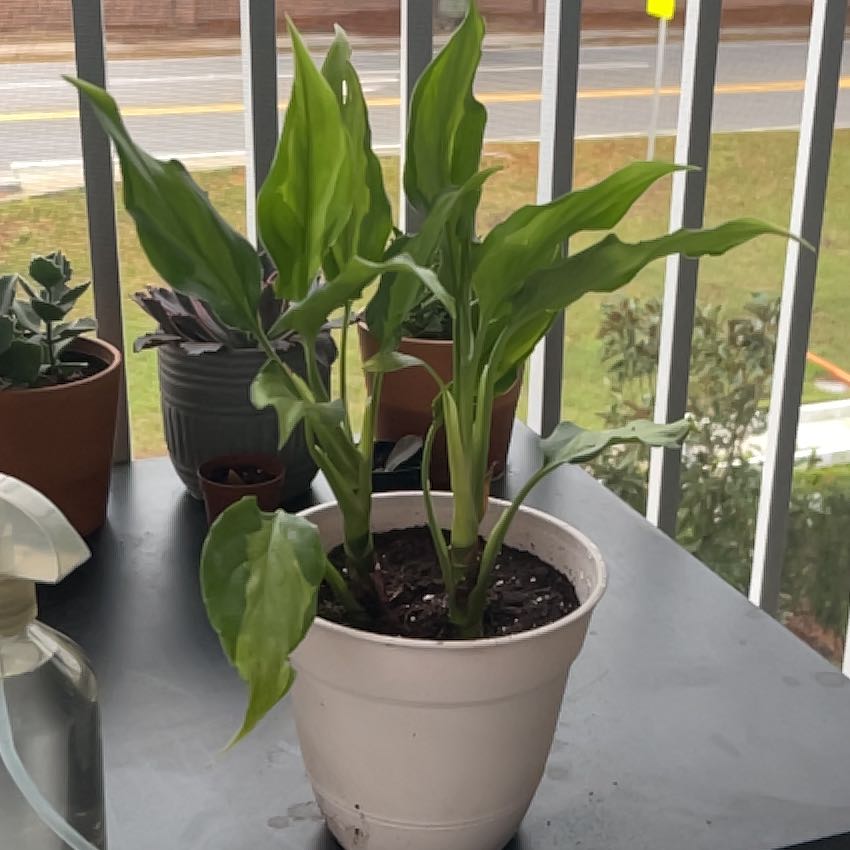 Photo of the plant species Aglaonema by @Grassman named Surya on Greg, the plant care app