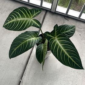 Photo of the plant species Xanthosoma by @Grassman named Sonora on Greg, the plant care app