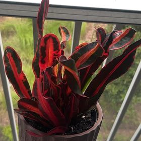 Photo of the plant species Mammy Croton by @Grassman named Bruce Lee on Greg, the plant care app