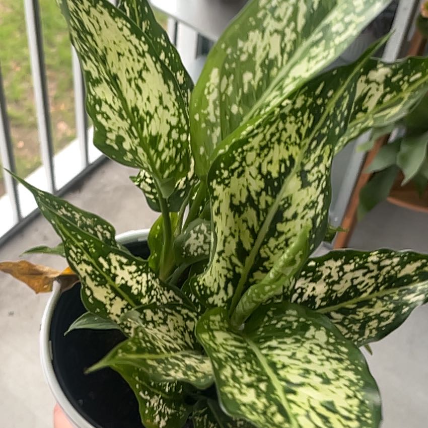 Photo of the plant species Aglaonema 'Spring Snow' by @Grassman named Lavender on Greg, the plant care app