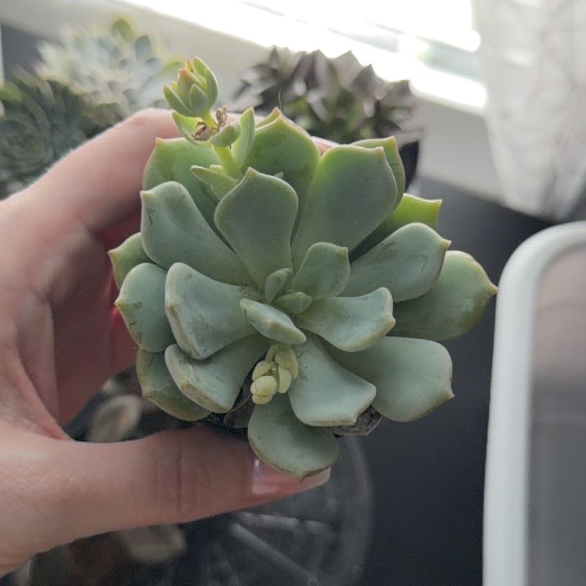 Photo of the plant species Graptoveria 'Moonglow' by @JoysomeRockfig named Figyonce on Greg, the plant care app