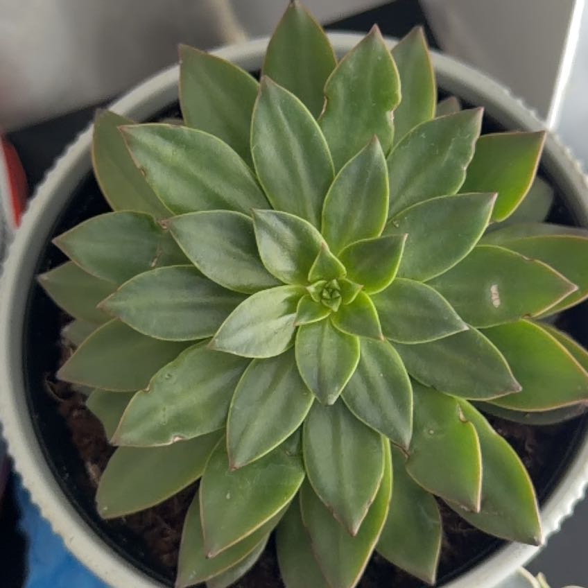 Photo of the plant species Echeveria Solar Flare by @JoysomeRockfig named ChloroPhil on Greg, the plant care app