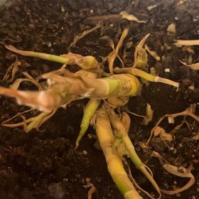 Photo of the plant species Expanded Lobsterclaw by @HipKawaka79 named Peter Parker on Greg, the plant care app