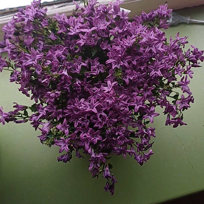 Photo of the plant species Campanula by @PlantyBaconZ named Patricia on Greg, the plant care app