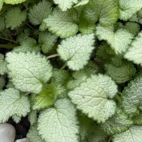 Photo of the plant species Spotted Deadnettle by @EconomicRimu76 named Sanders on Greg, the plant care app