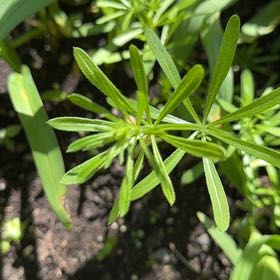 Photo of the plant species Goose Grass by @EconomicRimu76 named Xena on Greg, the plant care app