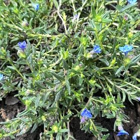 Photo of the plant species Shrubby Gromwell by @EconomicRimu76 named Harper on Greg, the plant care app