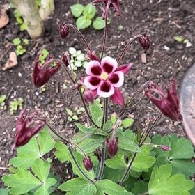 Photo of the plant species Common Columbine by @EconomicRimu76 named Luna on Greg, the plant care app