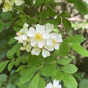 Photo of the plant species Multiflora Rose by @EconomicRimu76 named Denali on Greg, the plant care app