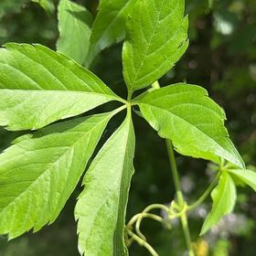 Photo of the plant species Virginia Creeper by @EconomicRimu76 named Kobe on Greg, the plant care app