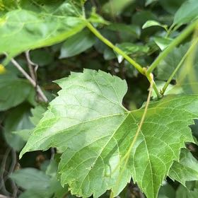 Photo of the plant species Frost Grape by @EconomicRimu76 named Duke on Greg, the plant care app