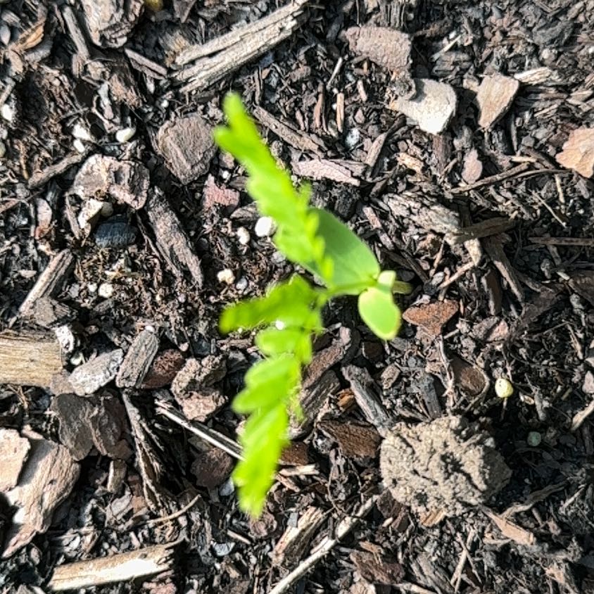 Photo of the plant species Chamber Bitter by @EconomicRimu76 named Queen on Greg, the plant care app