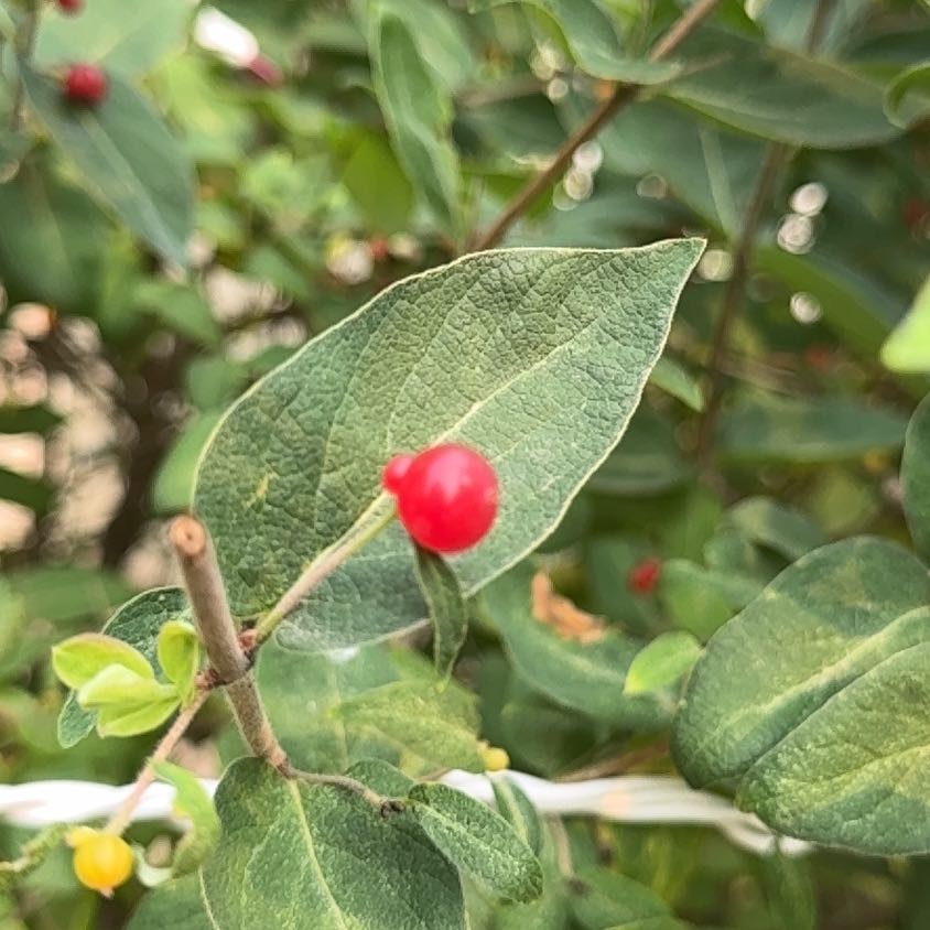 Photo of the plant species Morrow's Honeysuckle by @EconomicRimu76 named Walt on Greg, the plant care app
