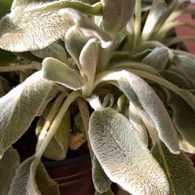Photo of the plant species Lamb's Ear by @PlantieViolet named Lamie on Greg, the plant care app