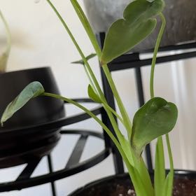 Photo of the plant species Alocasia Tiny Dancers by @ZingAgave9 named Curie on Greg, the plant care app