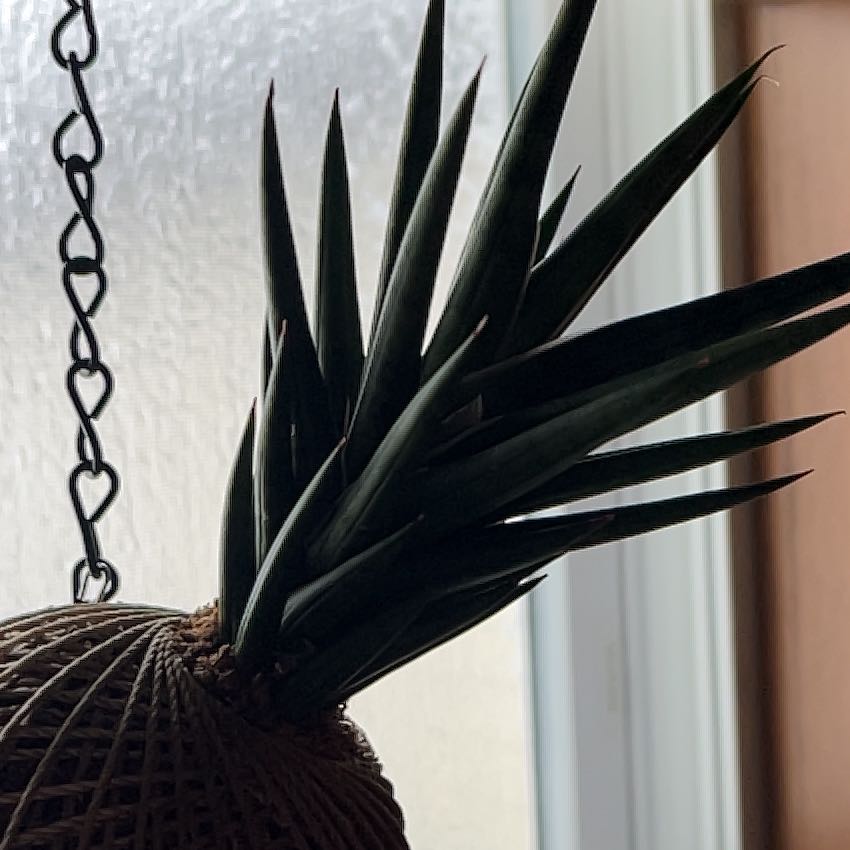 Photo of the plant species Sansaveria francisii by @NoblyRamsons30 named Einstein on Greg, the plant care app