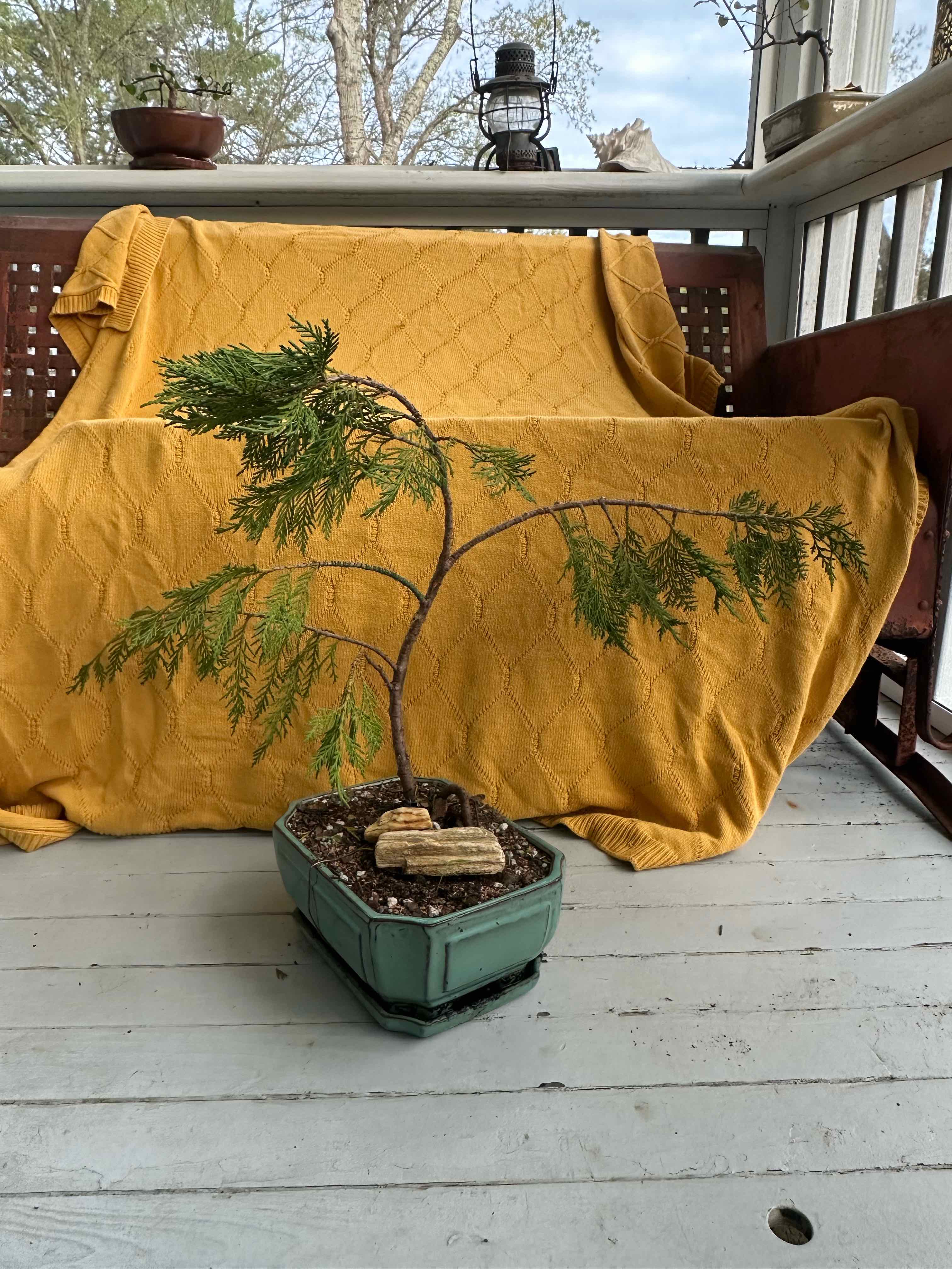 Photo of the plant species Leyland Cypress by @EnduringRose36 named Lando on Greg, the plant care app