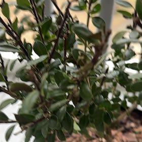 Photo of the plant species Box-Leaved Holly by @EnduringRose36 named Hamilton on Greg, the plant care app