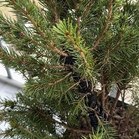 Photo of the plant species White Spruce 'December' by @EnduringRose36 named Michelle Branch on Greg, the plant care app