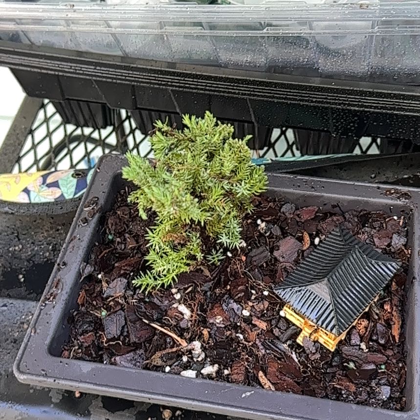 Photo of the plant species Japanese Garden Juniper by @EnduringRose36 named Ronaldo on Greg, the plant care app