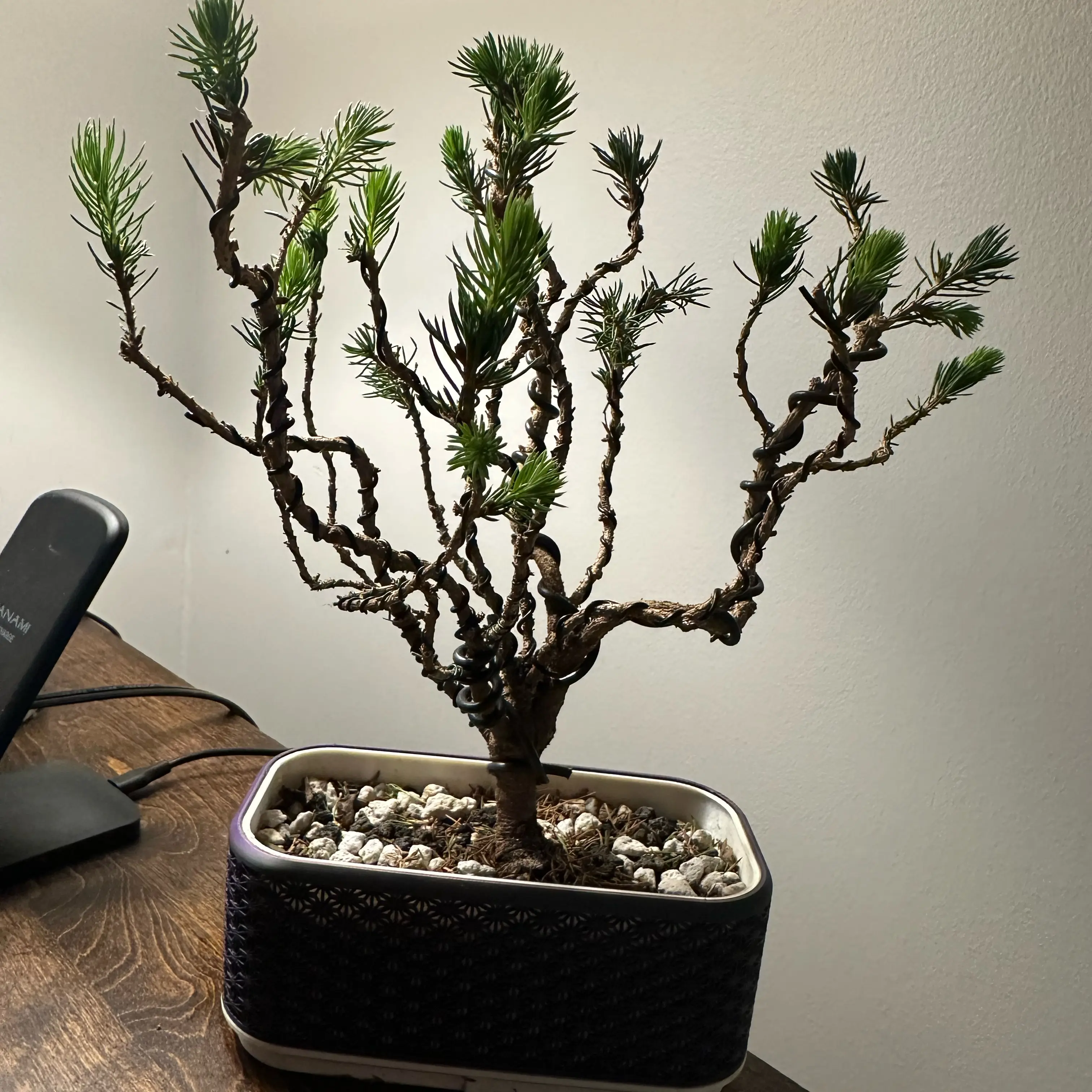 Photo of the plant species White Spruce 'Elf' by @EnduringRose36 named Orwell on Greg, the plant care app