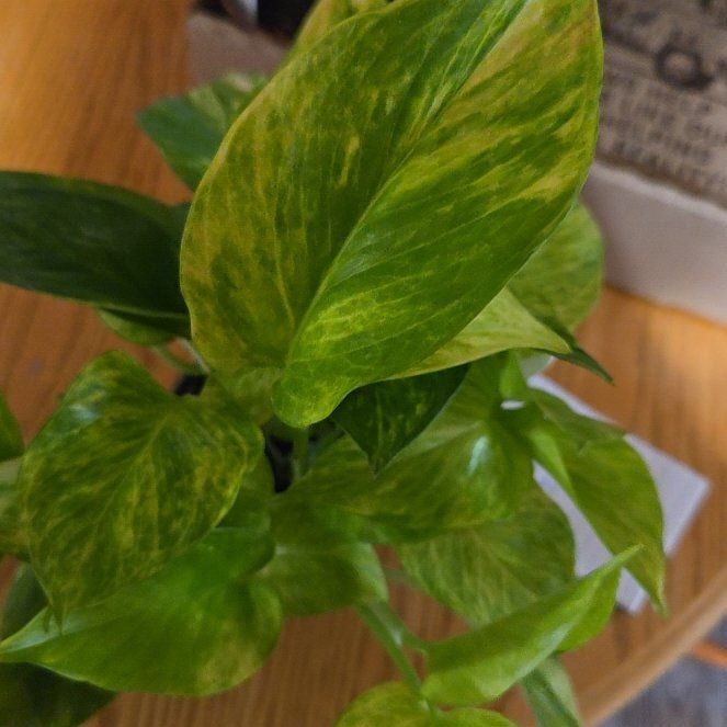 Photo of the plant species Neon Queen Pothos by @BossAnacua14 named Neo on Greg, the plant care app