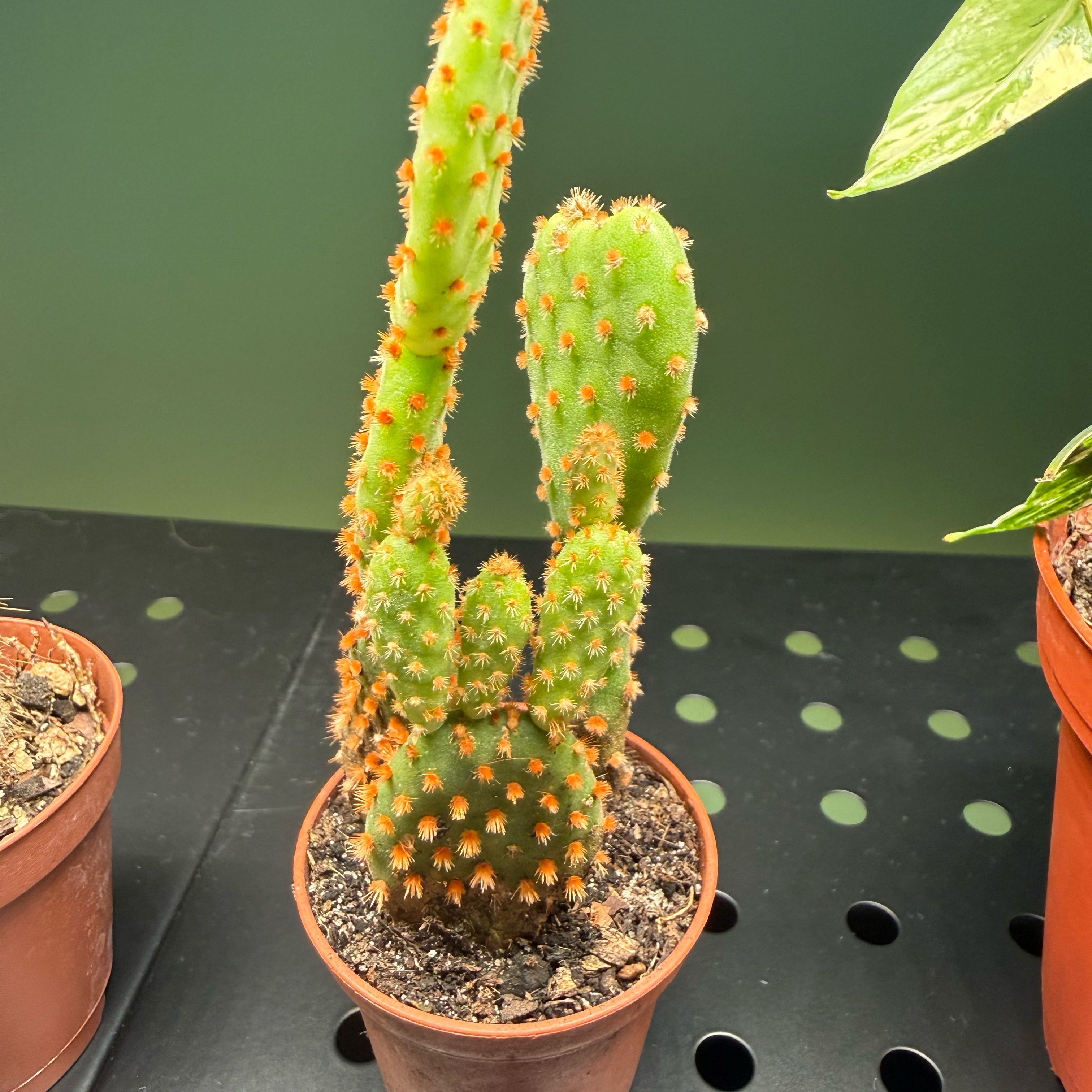 Photo of the plant species Miniature Cinnamon Cactus by @VipDutchiris2 named Mini Cinnamon Cactus on Greg, the plant care app