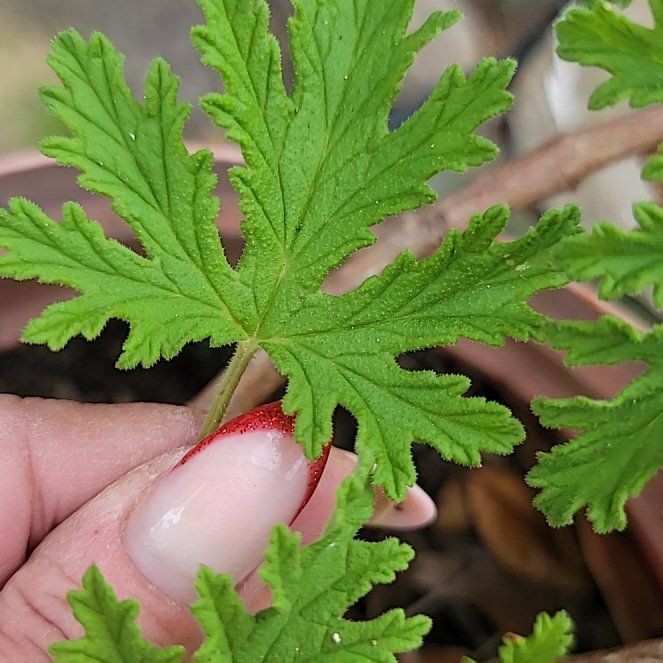 Photo of the plant species Citronella Geranium by @GemIronweed47 named Zeus on Greg, the plant care app