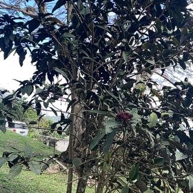 Photo of the plant species Philippine Glorybower by @UpfrontCapeivy named Drake on Greg, the plant care app