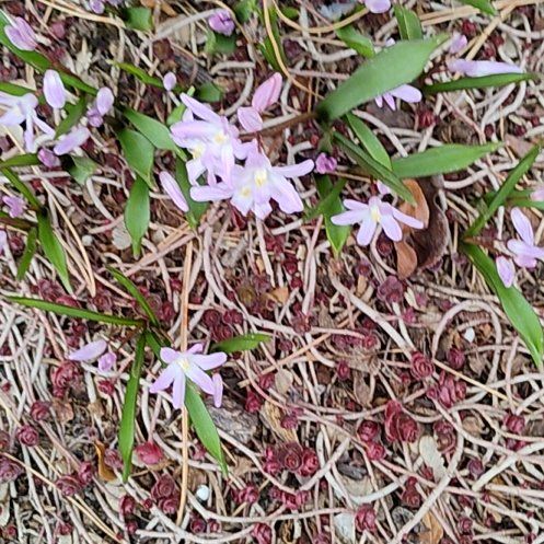 Photo of the plant species Scilla Forbesii by @ProChilli36 named Gomez on Greg, the plant care app