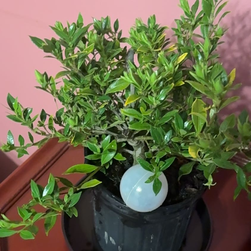 Photo of the plant species Miniature Gardenia by @OpenlySuncup80 named Naomi on Greg, the plant care app