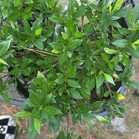 Photo of the plant species Common Myrtle by @OpenlySuncup80 named Lavender on Greg, the plant care app