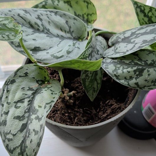 Photo of the plant species Silver Lady by @SirApple43 named Remington on Greg, the plant care app