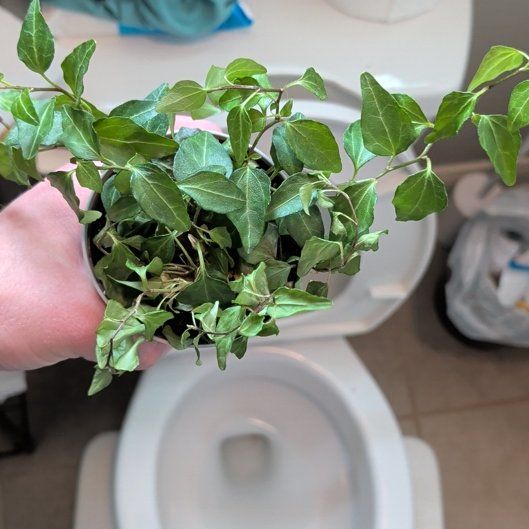 Photo of the plant species Royal Hustler Ivy by @SirApple43 named Marley on Greg, the plant care app