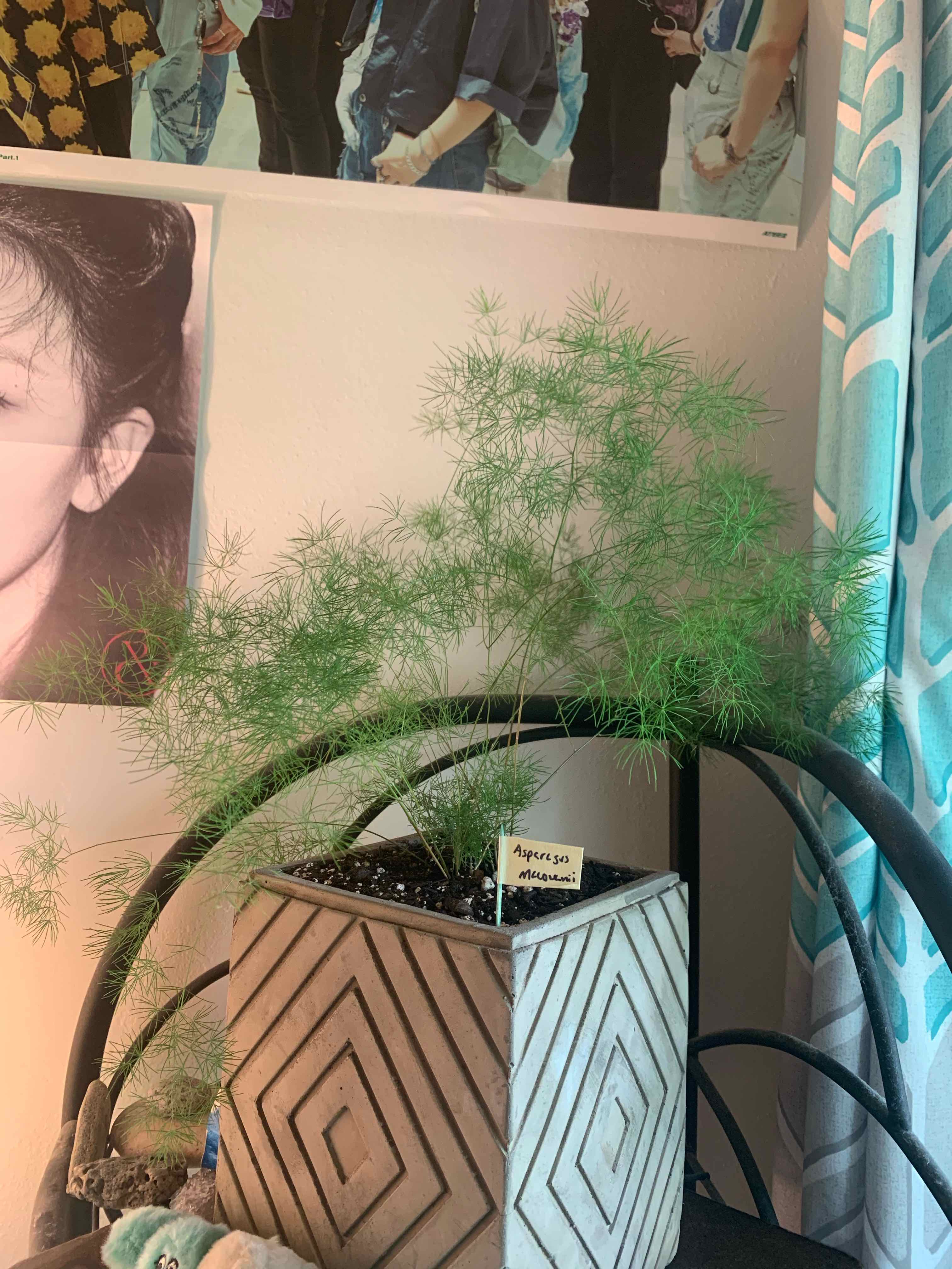 Ming Fern in a decorative pot with visible soil, healthy green foliage, and no signs of disease.