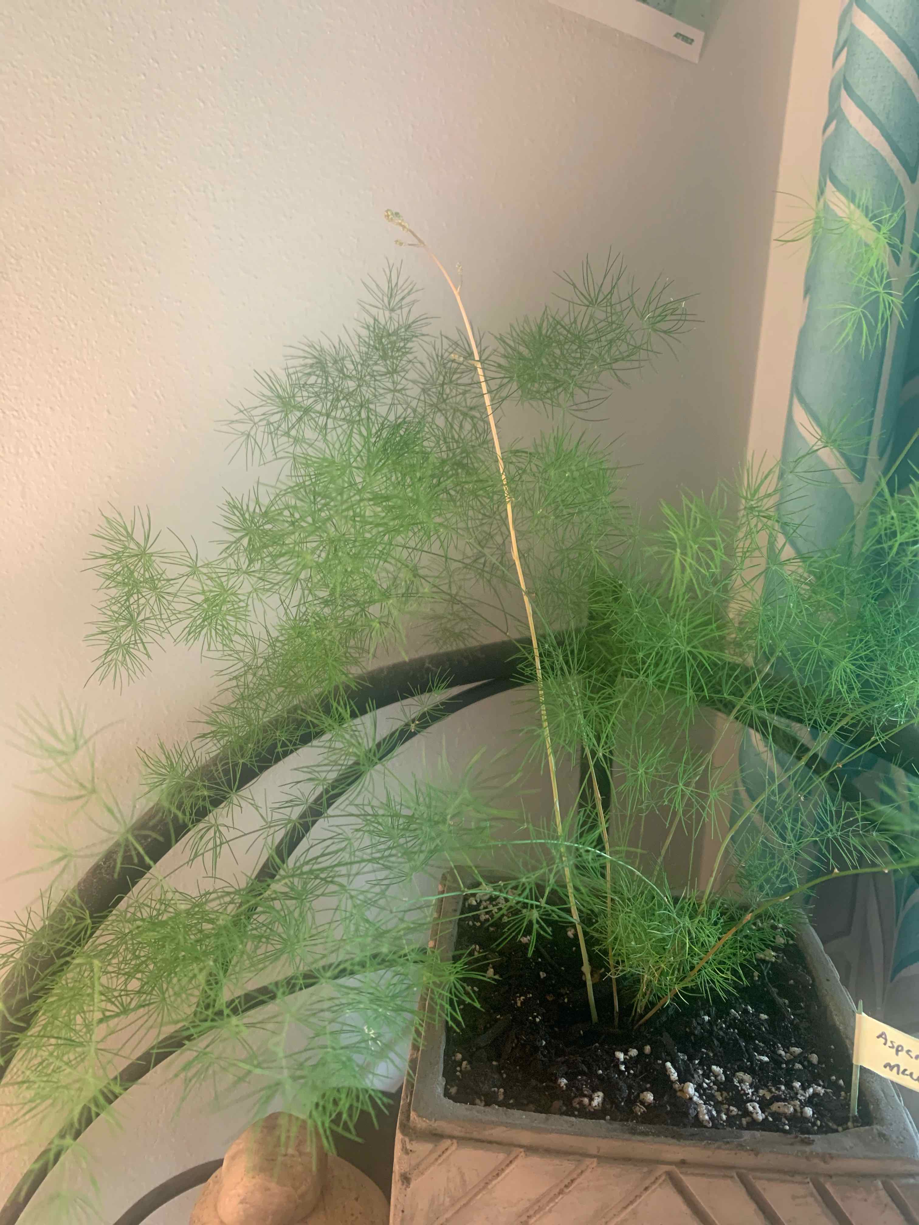 Ming Fern plant in a pot with visible yellowing stem and needle-like leaves.
